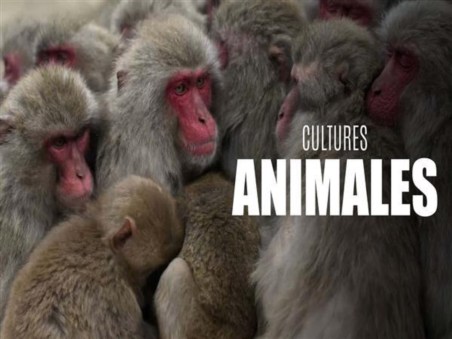 Cultura Animal