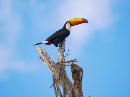 South America's Weirdest Animals