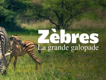 Zèbres, La Grande Galopade