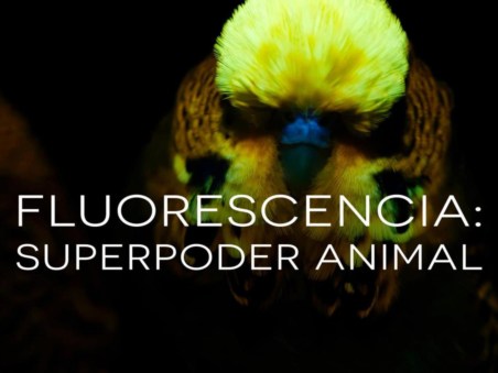 Fluorescência: Superpoder Animal