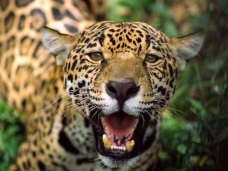 Jaguar: Jungle Icon Of Guyana