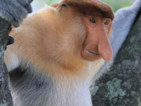 Borneo's Secret Kingdom: Weird And Wild
