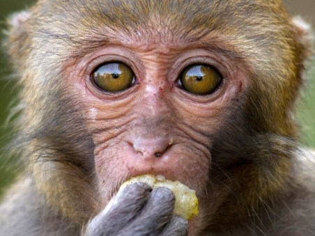 Wild Taiwan: Jungle Island