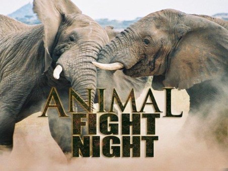 Animal Fight Night