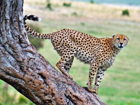 As Chitas Do Serengeti