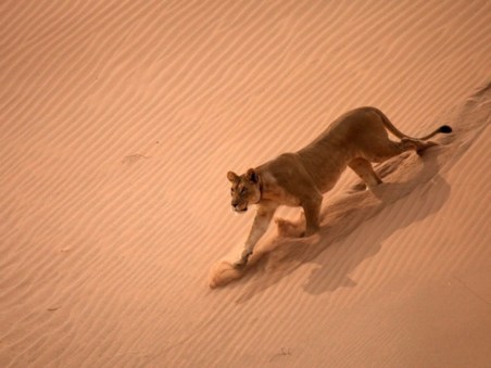 Desert Lions: Surviving At Skeleton Coast