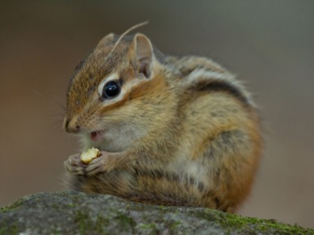 Winter's Hidden Wonders