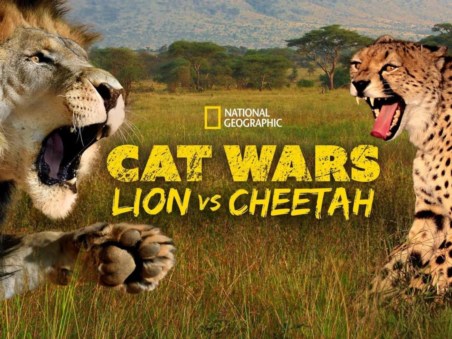 Cat Wars: Lion Vs. Cheetah
