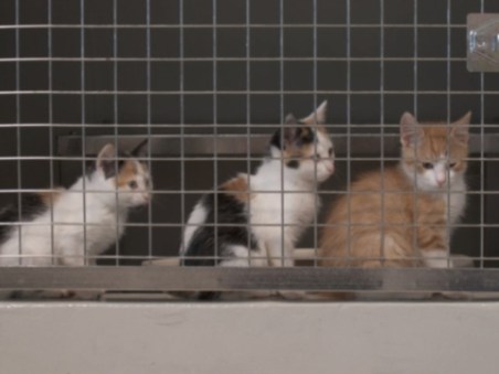 Chiens Et Chats Sans Collier