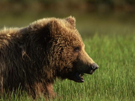 America's Wild Spaces