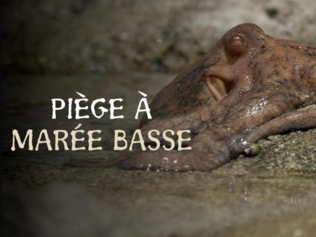 Piège À Marée Basse