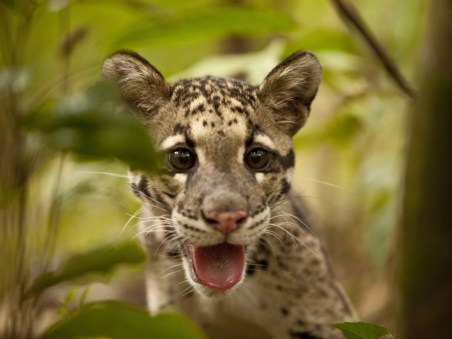 Return Of the Clouded Leopards