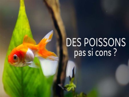 A Inteligência dos Peixes
