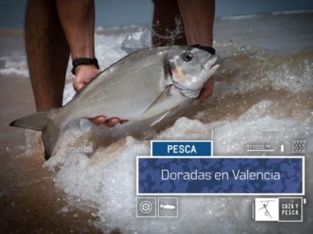 Douradas em Valencia