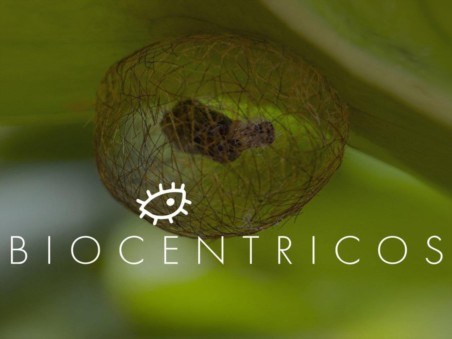 Biocêntricos