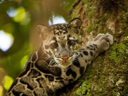 Return Of The Clouded Leopards