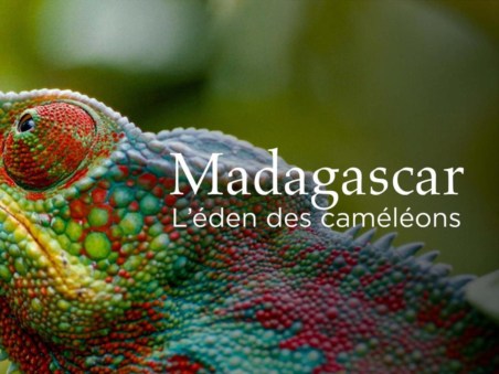 Madagascar Ou Le Grand Carnaval Des Caméléons
