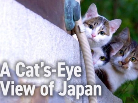 A Cat's-Eye View Of Japan