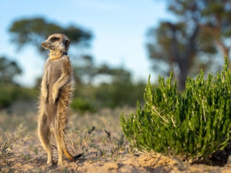 Africa's Wild Geniuses