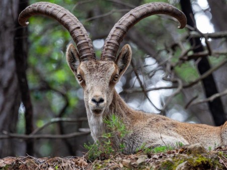 Gredos - King of the Mountains