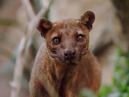 Madagascar's Weirdest