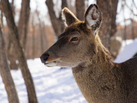Winter's Hidden Wonders