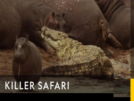 Killer Safari