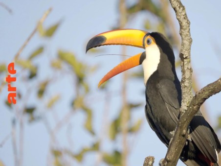 Le Paraguay Sauvage