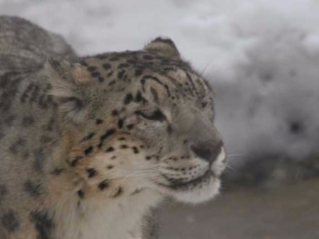Snow Leopard Of Afghanistan