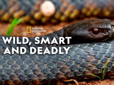 Wild, Smart, And Deadly