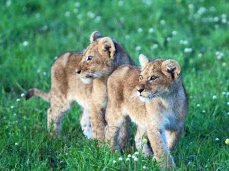 From Play to Prey: African Lion Cub