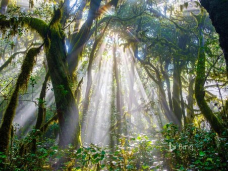 Garajonay, a Floresta Primitiva da Europa