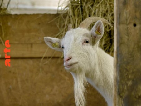 Le Langage Des Animaux