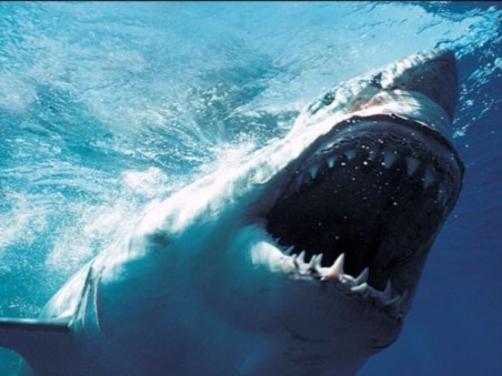 World's Deadliest Sharks