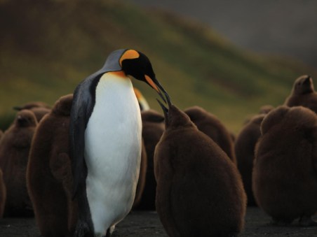 O Pinguim-rei