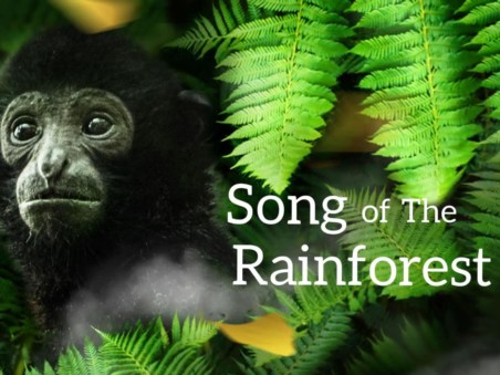 Song of the Rainforest