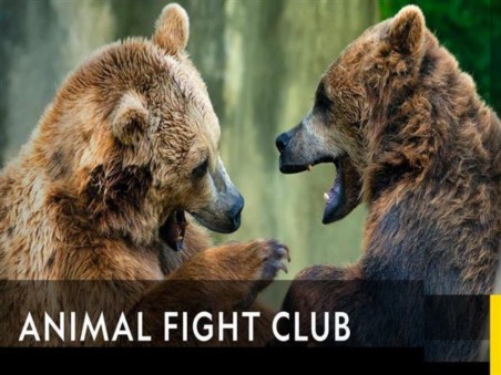 Animal Fight Night