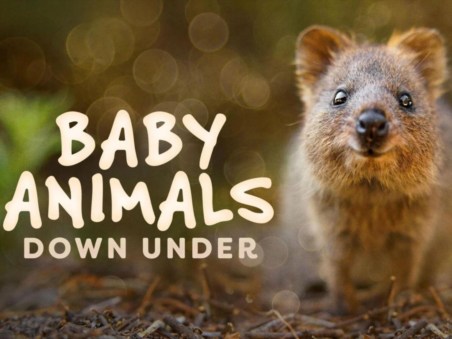 Baby Animals Down Under