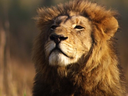 Africa's Deadly Kingdom