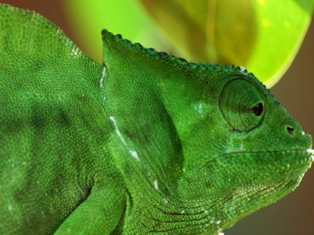 Reptile Planet
