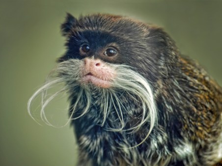 South America's Weirdest Animals