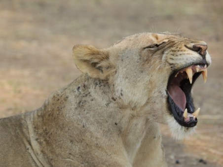 Grandes Felinos 24/7