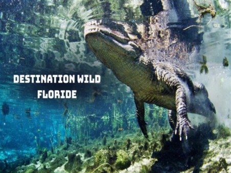 Wild Florida
