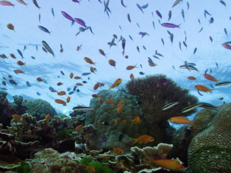As Maravilhas do Triângulo de Coral