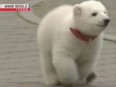 Peace The Polar Bear: 25 Years Together