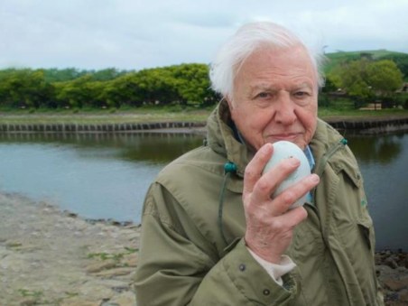 Natureza do Mundo: A Maravilha dos Ovos Segundo Attenborough