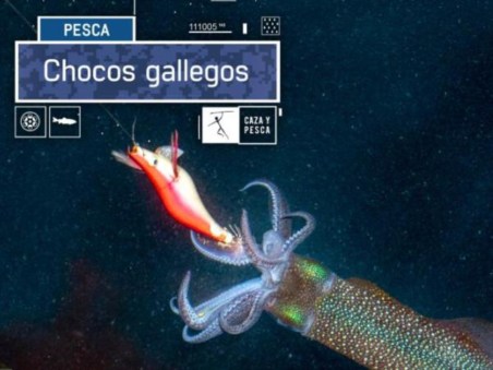 Chocos Galegos