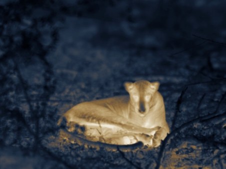 Night Stalkers 1