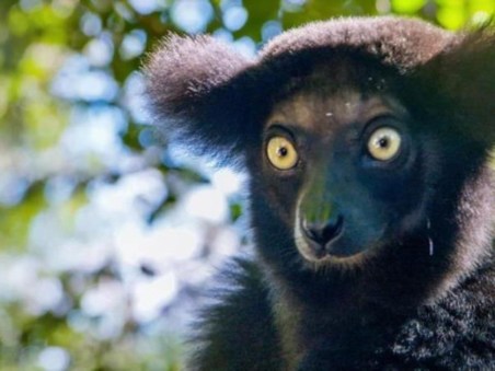 Madagascar's Weirdest Compilation