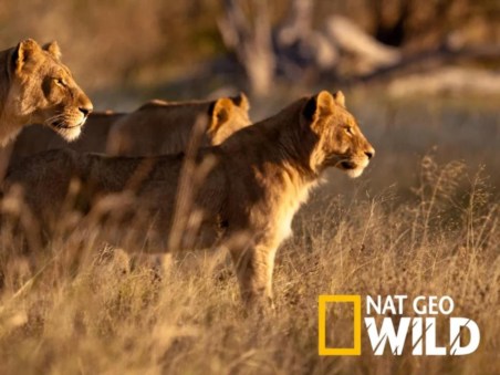 Seen on Safari